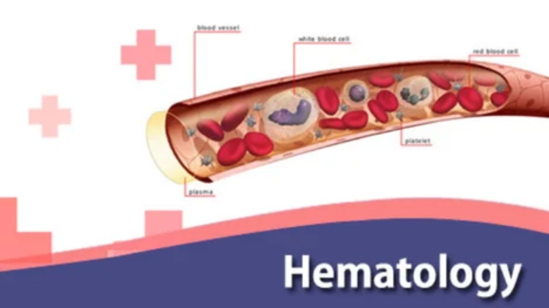 How Hematology Services Support Cancer Care and Blood Cancers